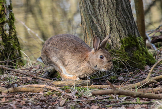 EUROPEAN RABBIT (Oryctolagus cuniculus)